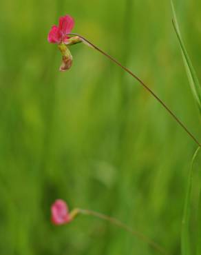 Fotografia 17 da espécie Lathyrus nissolia no Jardim Botânico UTAD