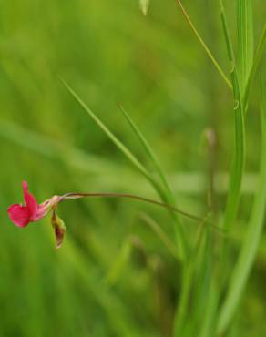 Fotografia 18 da espécie Lathyrus nissolia no Jardim Botânico UTAD