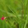 Fotografia 18 da espécie Lathyrus nissolia do Jardim Botânico UTAD