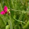 Fotografia 19 da espécie Lathyrus nissolia do Jardim Botânico UTAD