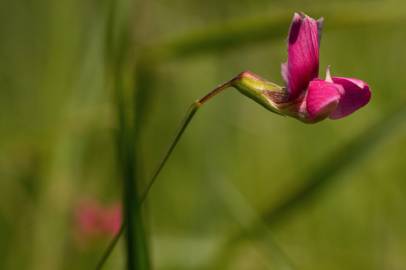 Fotografia da espécie Lathyrus nissolia