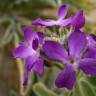 Fotografia 9 da espécie Matthiola sinuata do Jardim Botânico UTAD