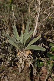 Fotografia da espécie Matthiola sinuata