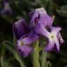 Fotografia 13 da espécie Matthiola sinuata do Jardim Botânico UTAD
