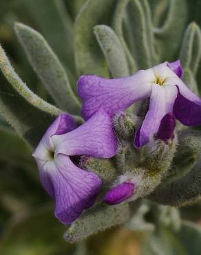 Fotografia 14 da espécie Matthiola sinuata no Jardim Botânico UTAD