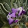 Fotografia 14 da espécie Matthiola sinuata do Jardim Botânico UTAD