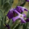 Fotografia 15 da espécie Matthiola sinuata do Jardim Botânico UTAD