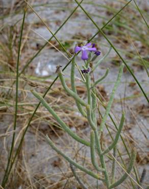 Fotografia 18 da espécie Matthiola sinuata no Jardim Botânico UTAD