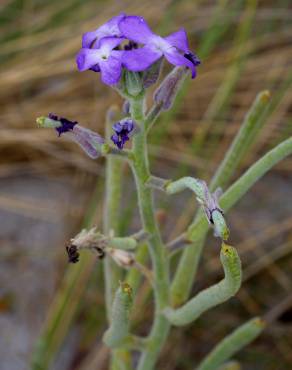 Fotografia 19 da espécie Matthiola sinuata no Jardim Botânico UTAD