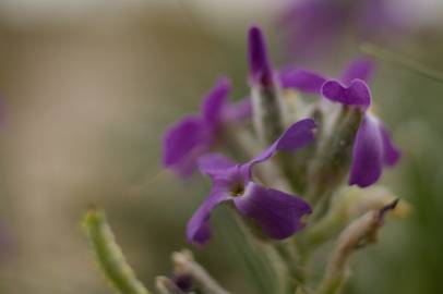 Fotografia da espécie Matthiola sinuata