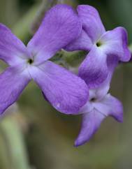 Matthiola sinuata