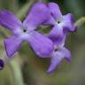 Fotografia 1 da espécie Matthiola sinuata do Jardim Botânico UTAD