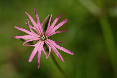 Fotografia da espécie Silene flos-cuculi subesp. flos-cuculi