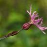 Fotografia 5 da espécie Silene flos-cuculi subesp. flos-cuculi do Jardim Botânico UTAD