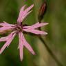 Fotografia 6 da espécie Silene flos-cuculi subesp. flos-cuculi do Jardim Botânico UTAD