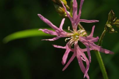 Fotografia da espécie Silene flos-cuculi subesp. flos-cuculi