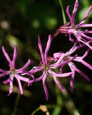 Fotografia da espécie Silene flos-cuculi