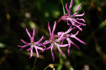 Fotografia da espécie Silene flos-cuculi subesp. flos-cuculi