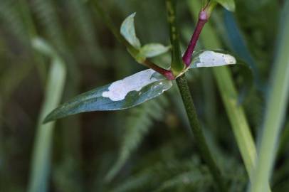 Fotografia da espécie Silene flos-cuculi subesp. flos-cuculi