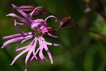 Fotografia da espécie Silene flos-cuculi subesp. flos-cuculi