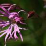 Fotografia 10 da espécie Silene flos-cuculi subesp. flos-cuculi do Jardim Botânico UTAD