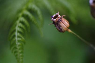 Fotografia da espécie Silene flos-cuculi subesp. flos-cuculi