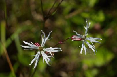 Fotografia da espécie Silene flos-cuculi subesp. flos-cuculi