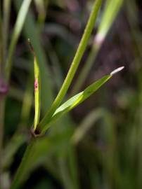 Fotografia da espécie Silene flos-cuculi subesp. flos-cuculi
