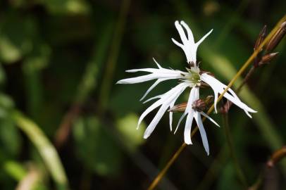 Fotografia da espécie Silene flos-cuculi subesp. flos-cuculi