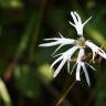 Fotografia 14 da espécie Silene flos-cuculi subesp. flos-cuculi do Jardim Botânico UTAD