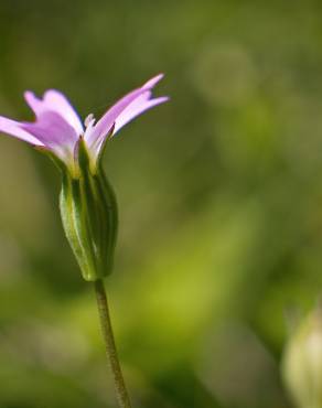 Fotografia 8 da espécie Silene laeta no Jardim Botânico UTAD