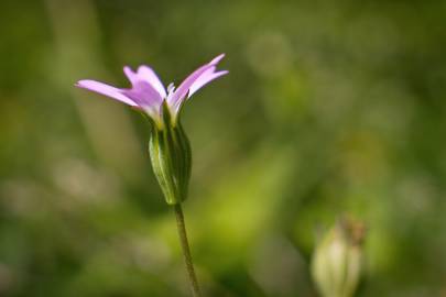 Fotografia da espécie Silene laeta