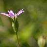 Fotografia 8 da espécie Silene laeta do Jardim Botânico UTAD