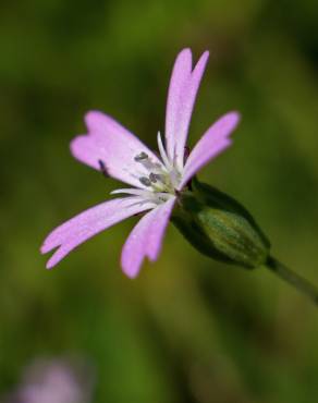 Fotografia 1 da espécie Silene laeta no Jardim Botânico UTAD