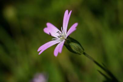 Fotografia da espécie Silene laeta