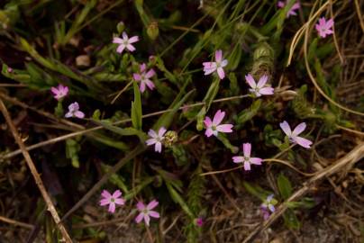 Fotografia da espécie Silene laeta