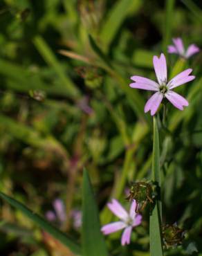 Fotografia 10 da espécie Silene laeta no Jardim Botânico UTAD