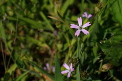 Fotografia da espécie Silene laeta