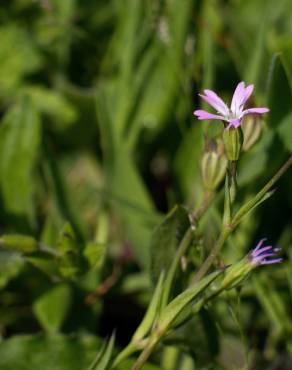 Fotografia 11 da espécie Silene laeta no Jardim Botânico UTAD