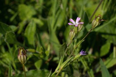 Fotografia da espécie Silene laeta