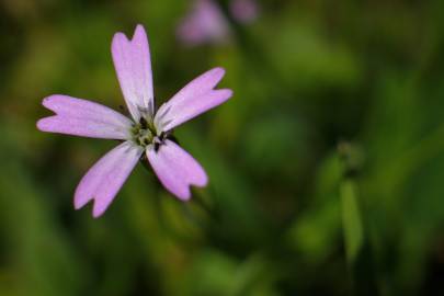 Fotografia da espécie Silene laeta