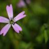 Fotografia 12 da espécie Silene laeta do Jardim Botânico UTAD