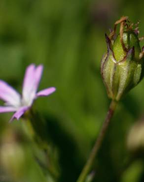 Fotografia 13 da espécie Silene laeta no Jardim Botânico UTAD