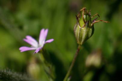 Fotografia da espécie Silene laeta