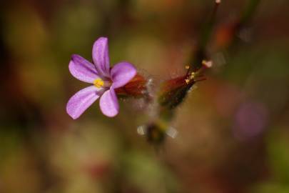Fotografia da espécie Geranium robertianum subesp. purpureum