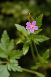 Fotografia da espécie Geranium robertianum subesp. purpureum