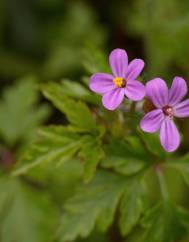 Geranium robertianum subesp. purpureum