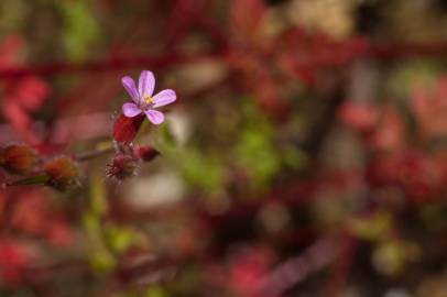 Fotografia da espécie Geranium robertianum subesp. purpureum