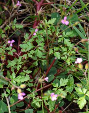 Fotografia 14 da espécie Geranium robertianum subesp. purpureum no Jardim Botânico UTAD