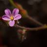 Fotografia 16 da espécie Geranium robertianum subesp. purpureum do Jardim Botânico UTAD